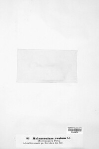 Stegonsporium ovatum image